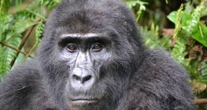 Read more about the article 6 Days uganda’s gorillas and Chimpanzee