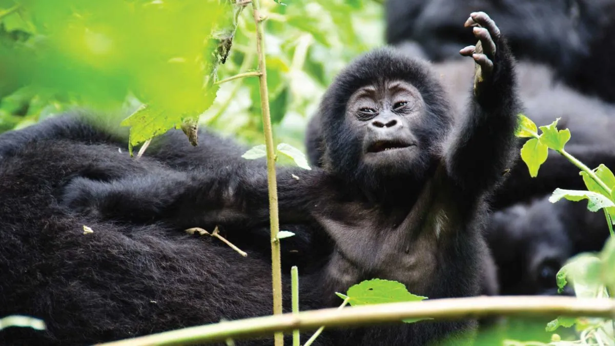 Read more about the article 5 Day Lake mburo and Bwindi gorilla safari