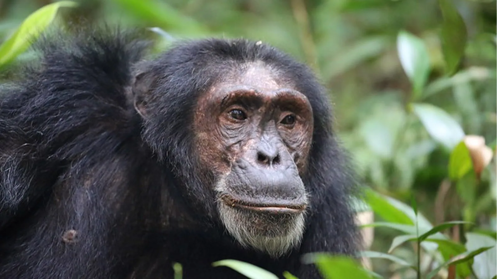 You are currently viewing 4 Days Chimpanzee Trekking and semuliki bird watching in Uganda