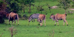 Read more about the article 5 Days western Uganda safari