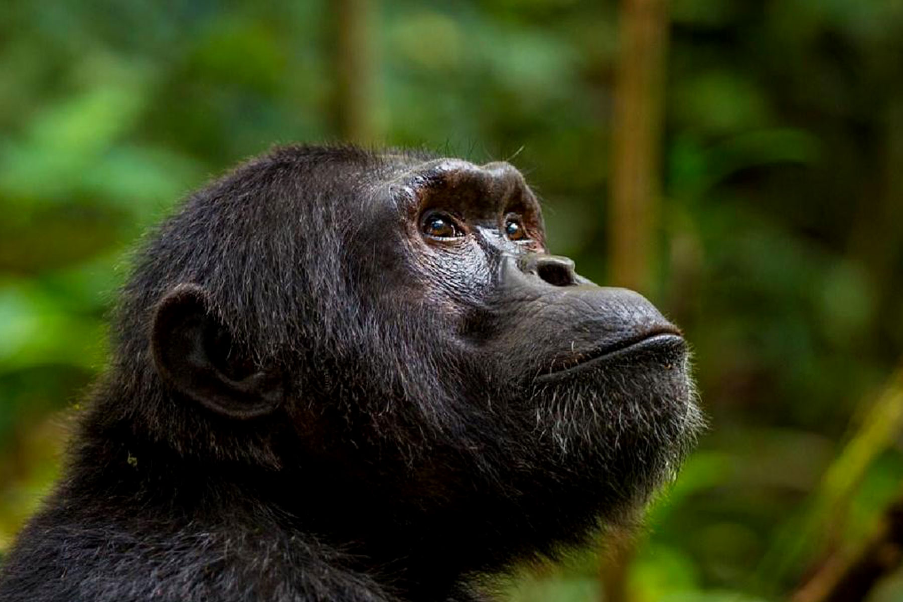 You are currently viewing 5 Days Uganda primate Safari